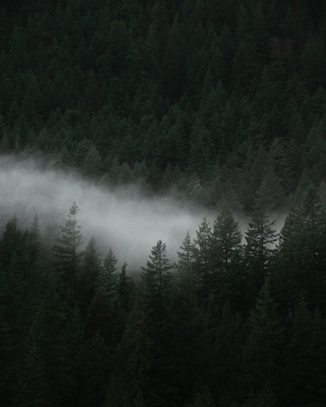 dark foggy forest at dusk
